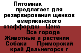 Питомник KURAT GRAD предлагает для резервирования щенков американского стаффордш › Цена ­ 25 000 - Все города Животные и растения » Собаки   . Приморский край,Дальнегорск г.